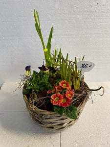 Körbli bunt