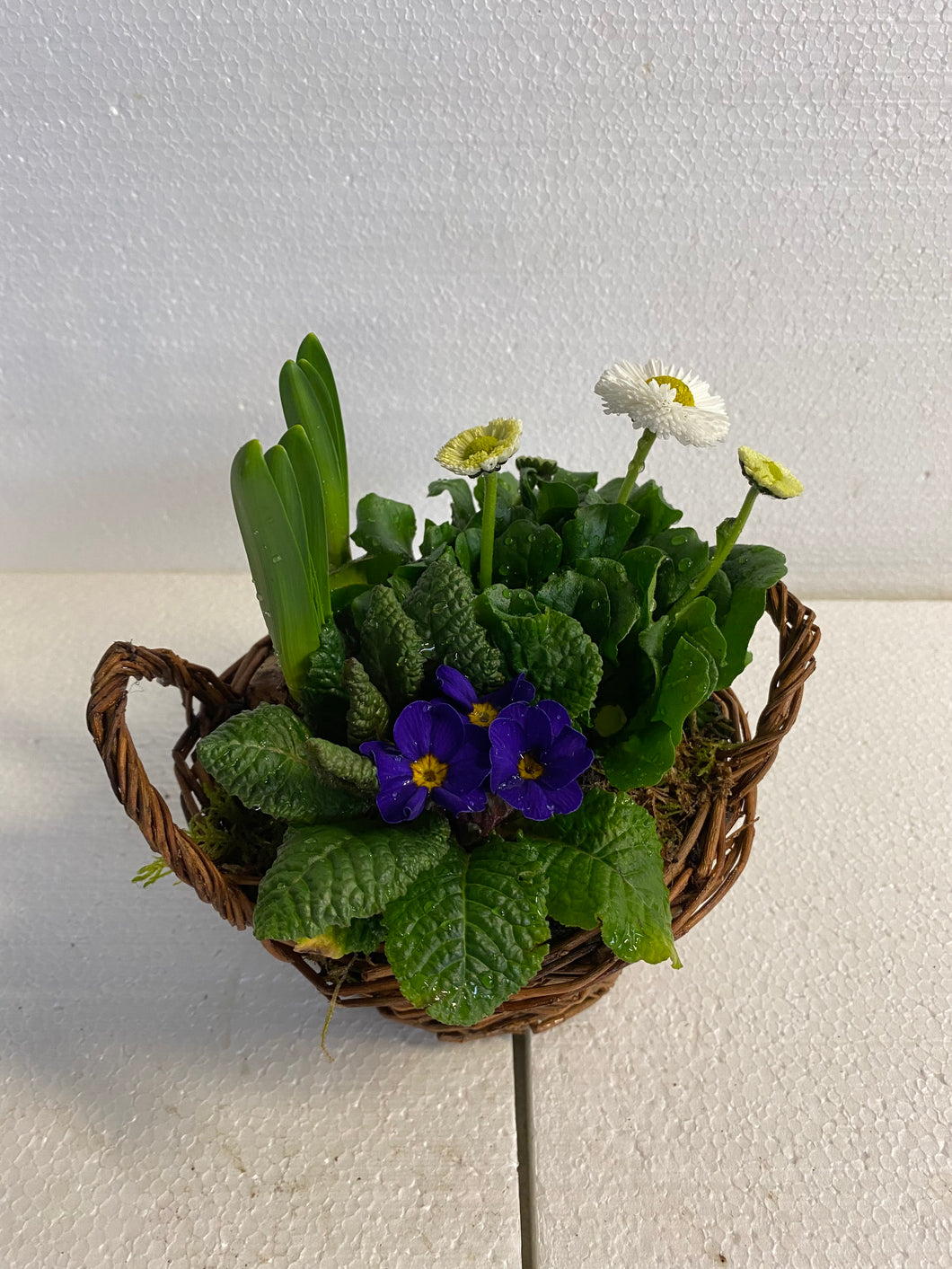 Körbli bunt