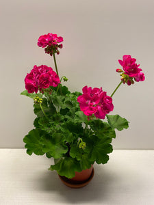 Geranien Shocking Violet