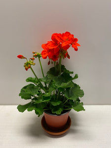 Geranien Shocking Orange