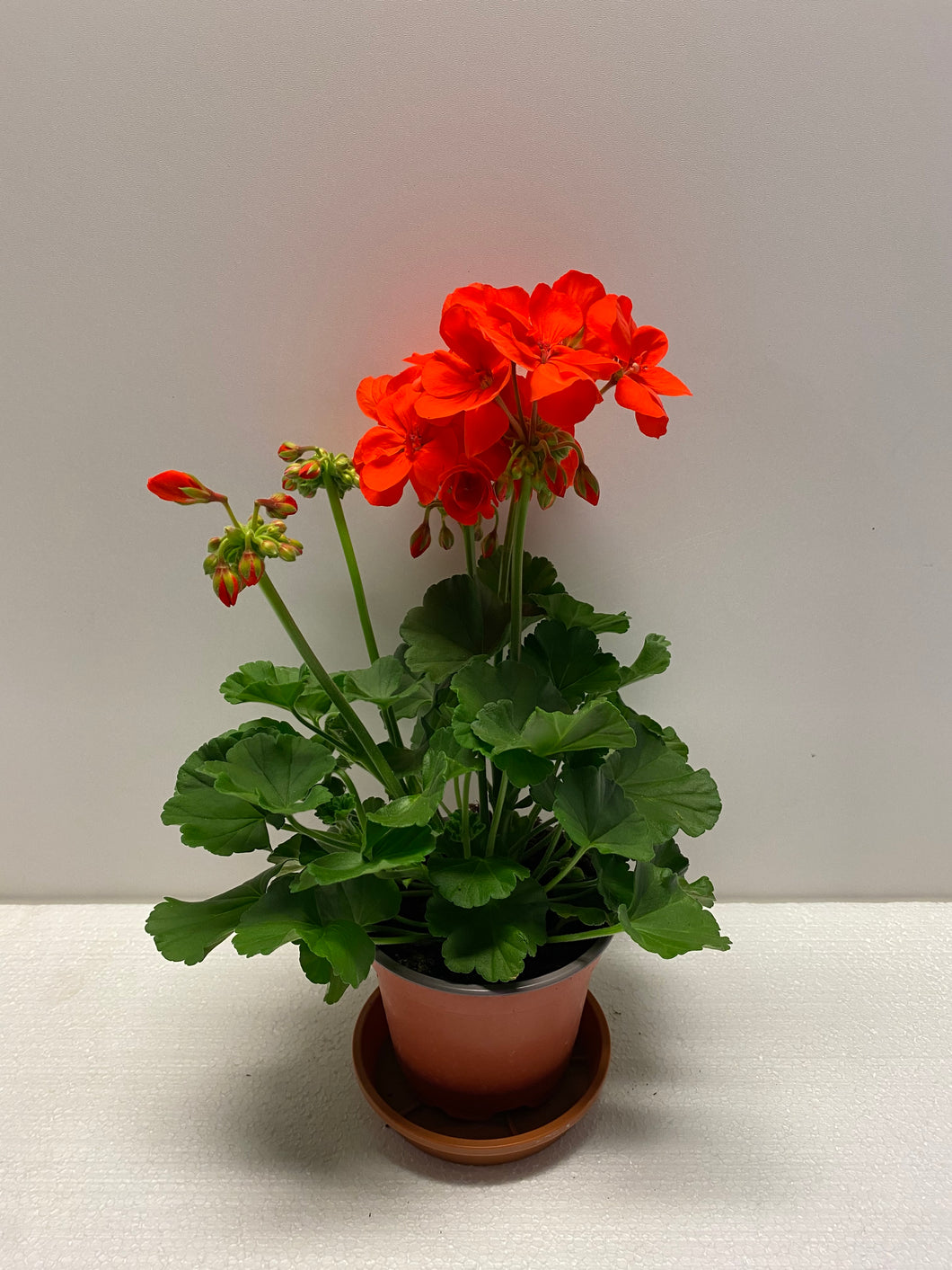 Geranien Shocking Orange