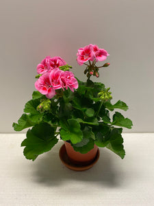 Geranien Spanish Wine Rose