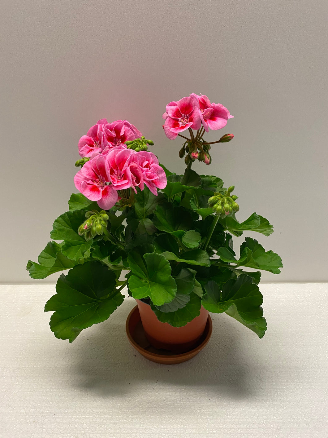 Geranien Spanish Wine Rose