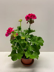 Geranien Flower Fairy Berry