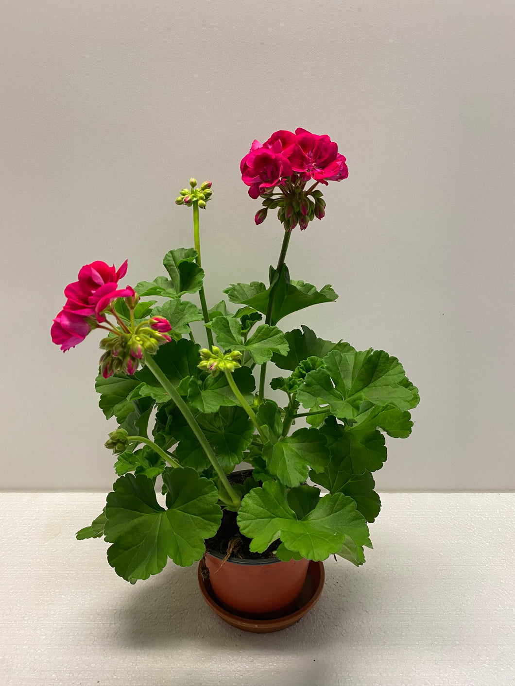Geranien Flower Fairy Berry