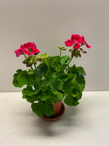 Geranien Flower Fairy Red Splash