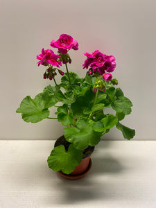 Geranien Flower Fairy Violet