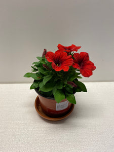 Petunien stehend rot