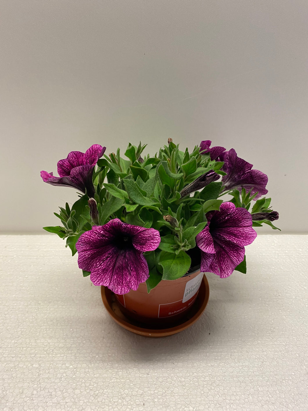 Petunien stehend purple