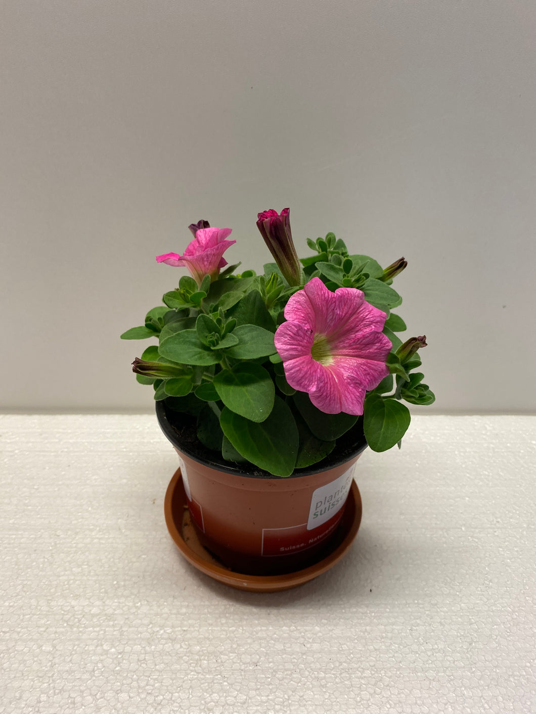 Petunien stehend rosa