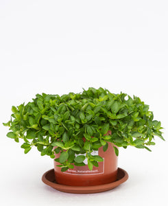 Oregano kriechend