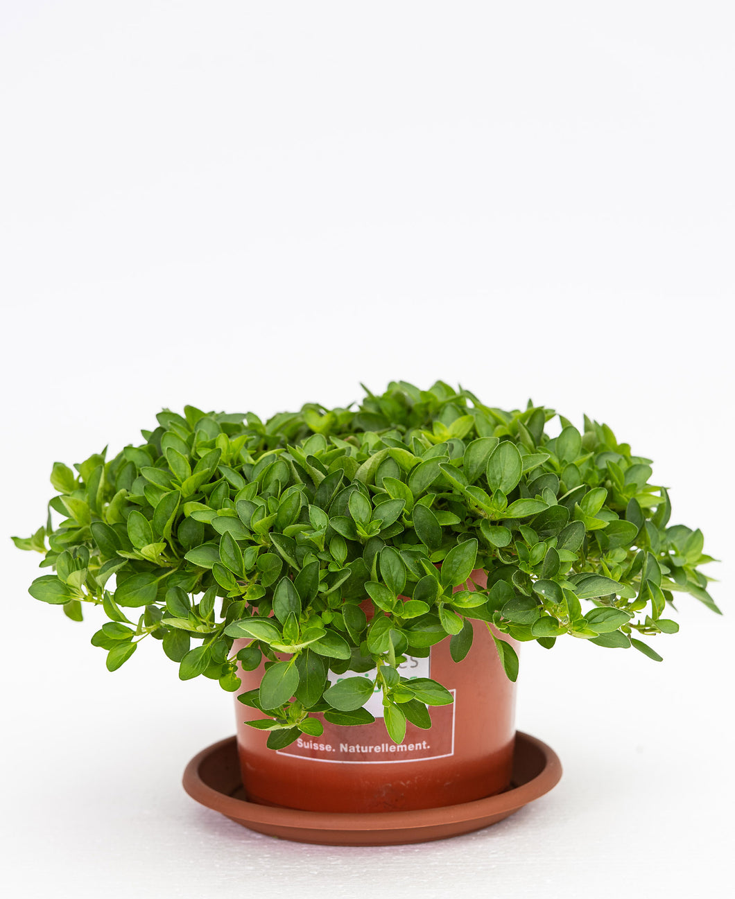 Oregano kriechend