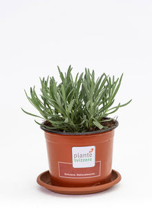 Lavendel