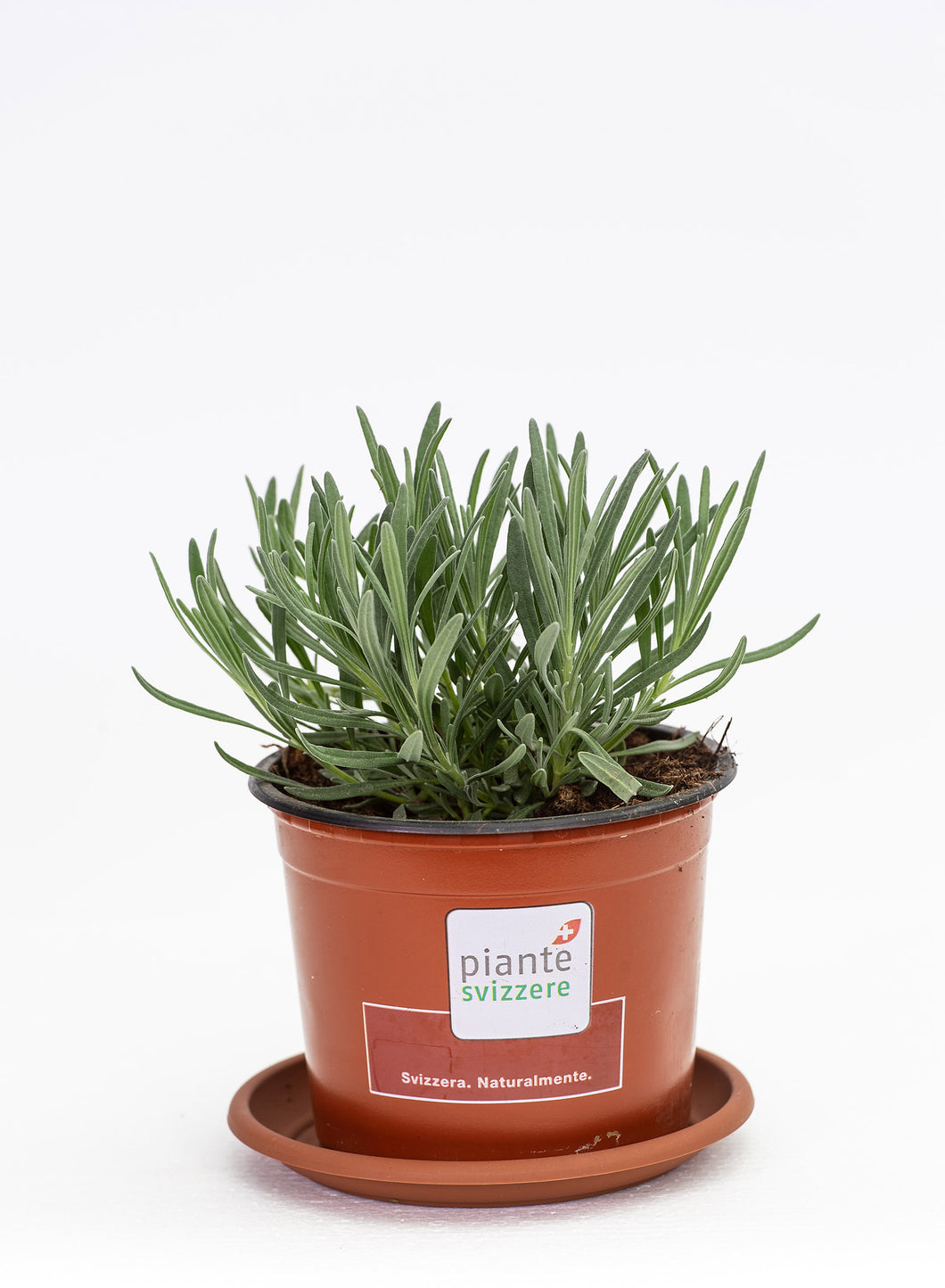 Lavendel