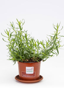 Estragon