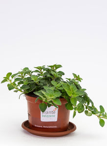 Oregano Hot&Spicy