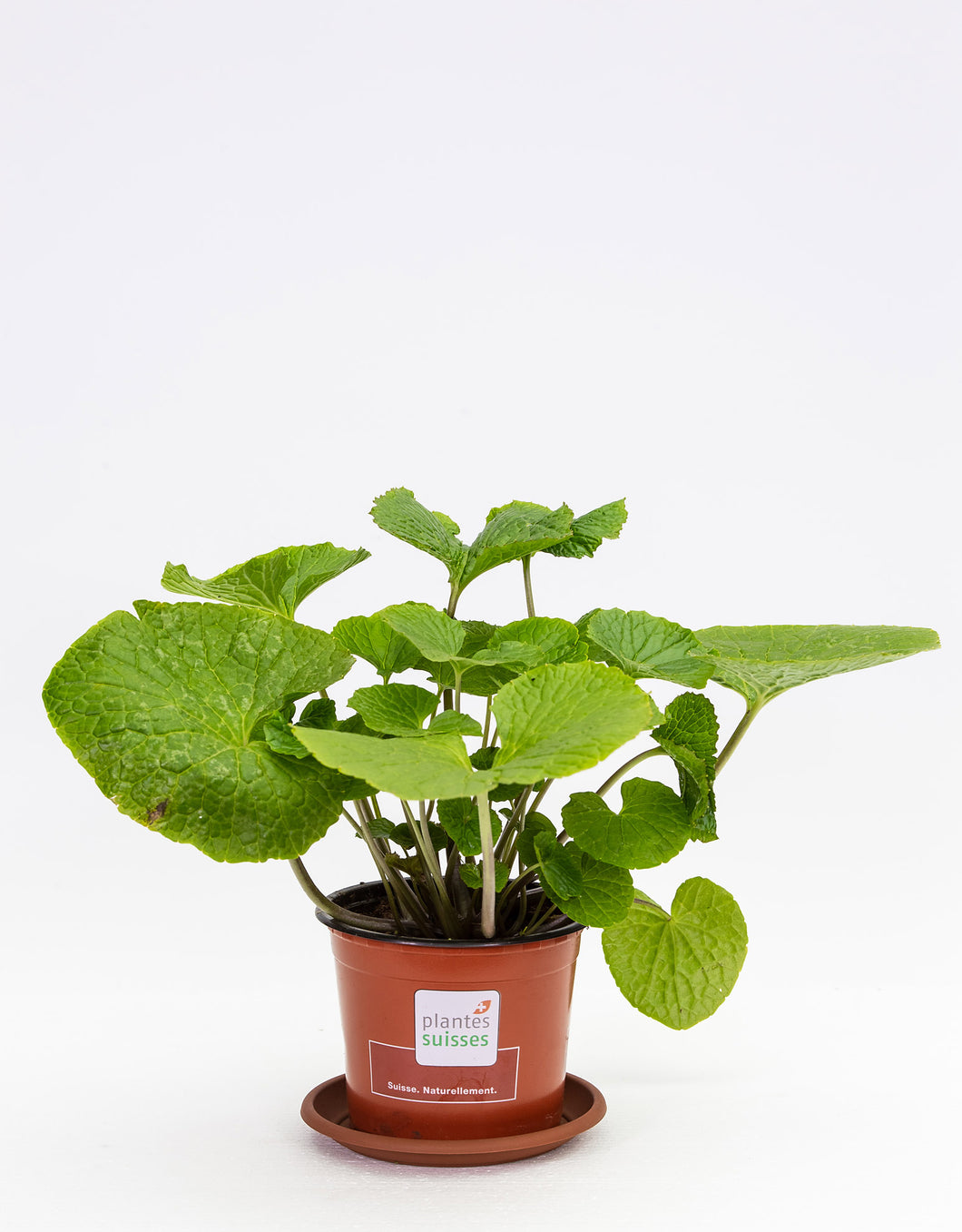 Wasabi