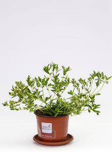 Stevia / Süsskraut