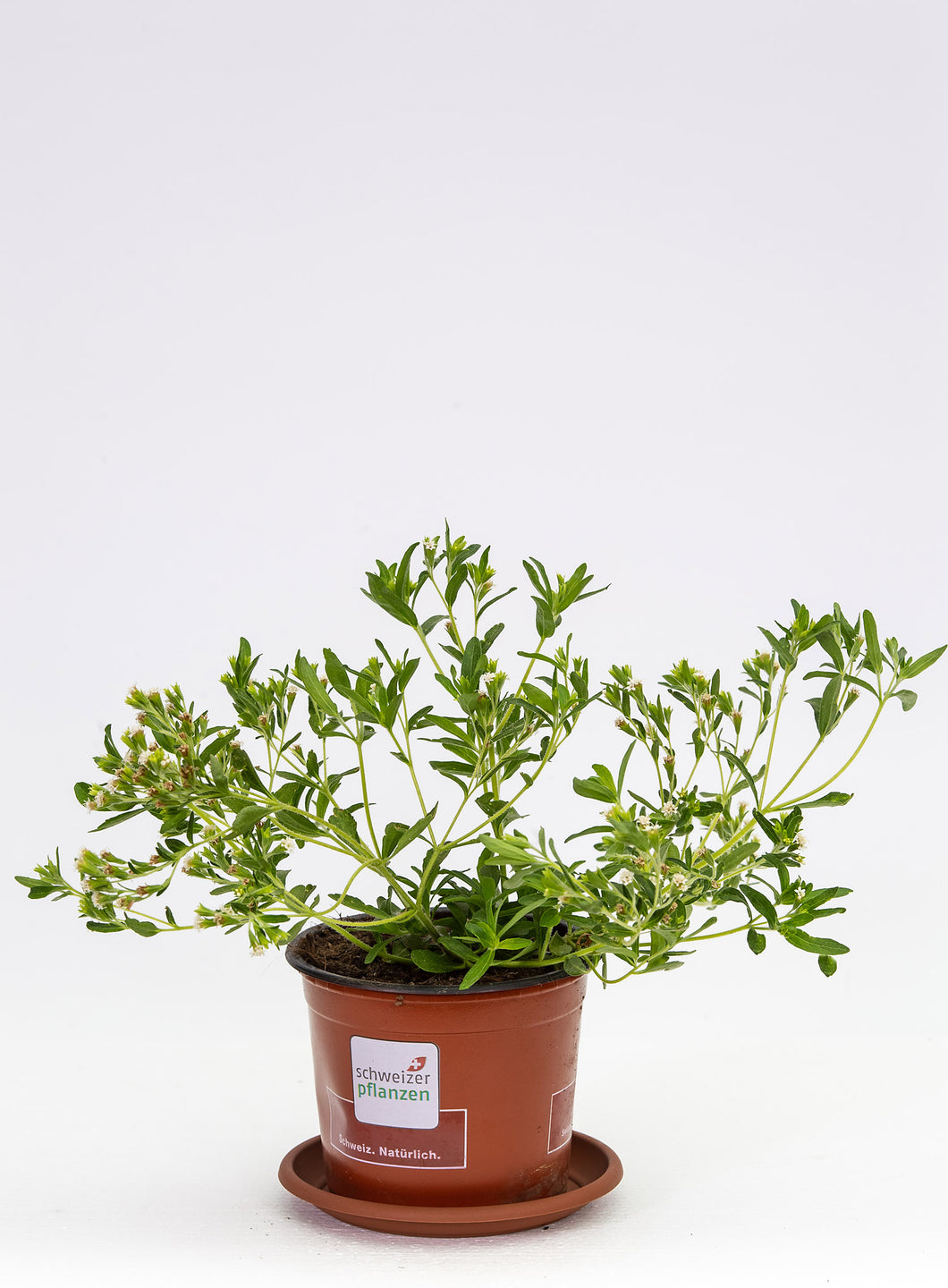 Stevia / Süsskraut