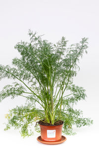 Dill