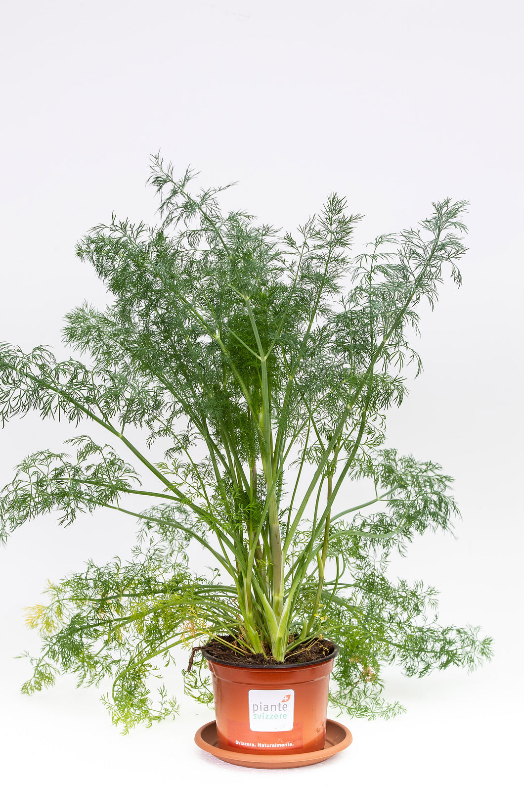 Dill
