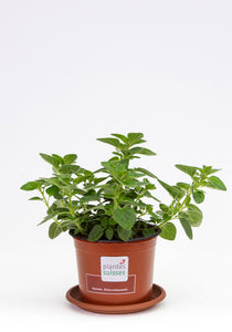 Oregano