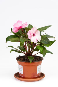Impatiens Neu-Guinea rosa