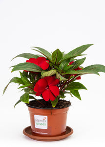 Impatiens Neu-Guinea rot