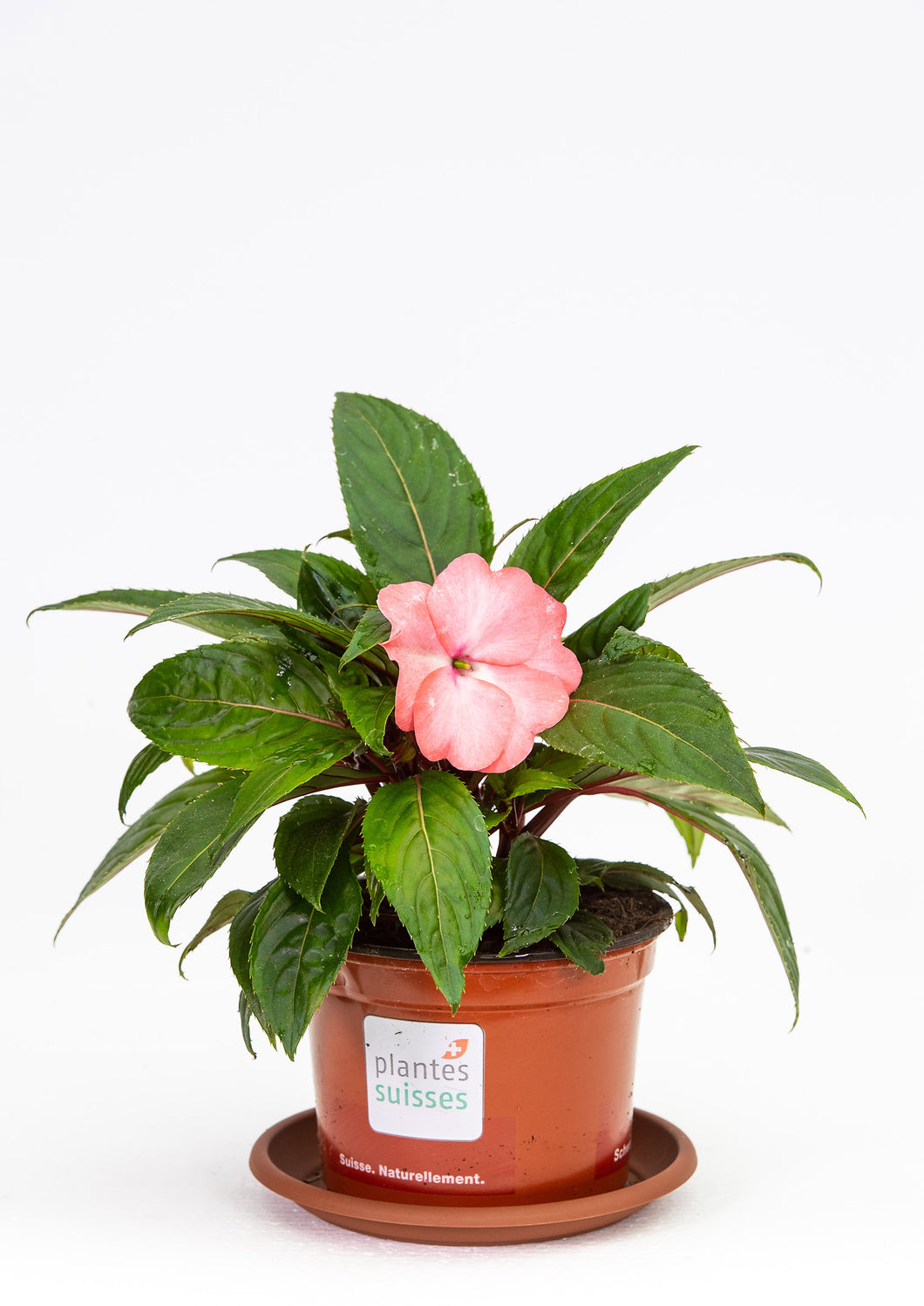 Impatiens Neu-Guinea lachs