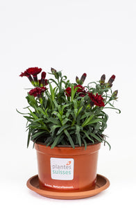 Dianthus rot