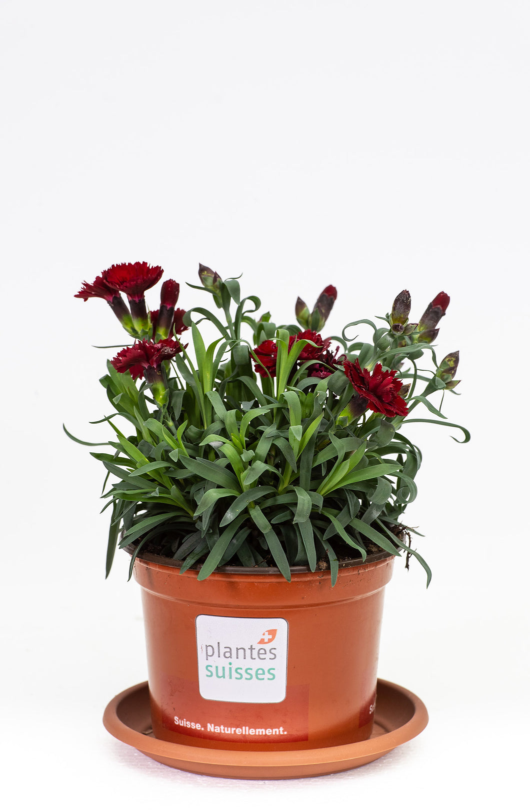 Dianthus rot