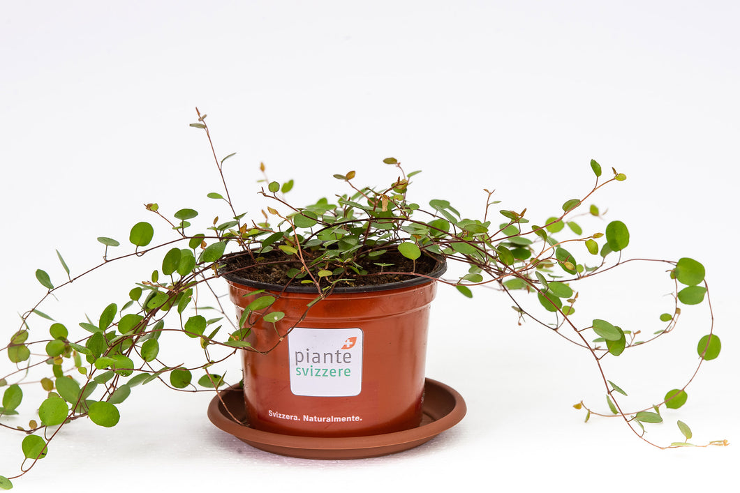 Muehlenbeckia