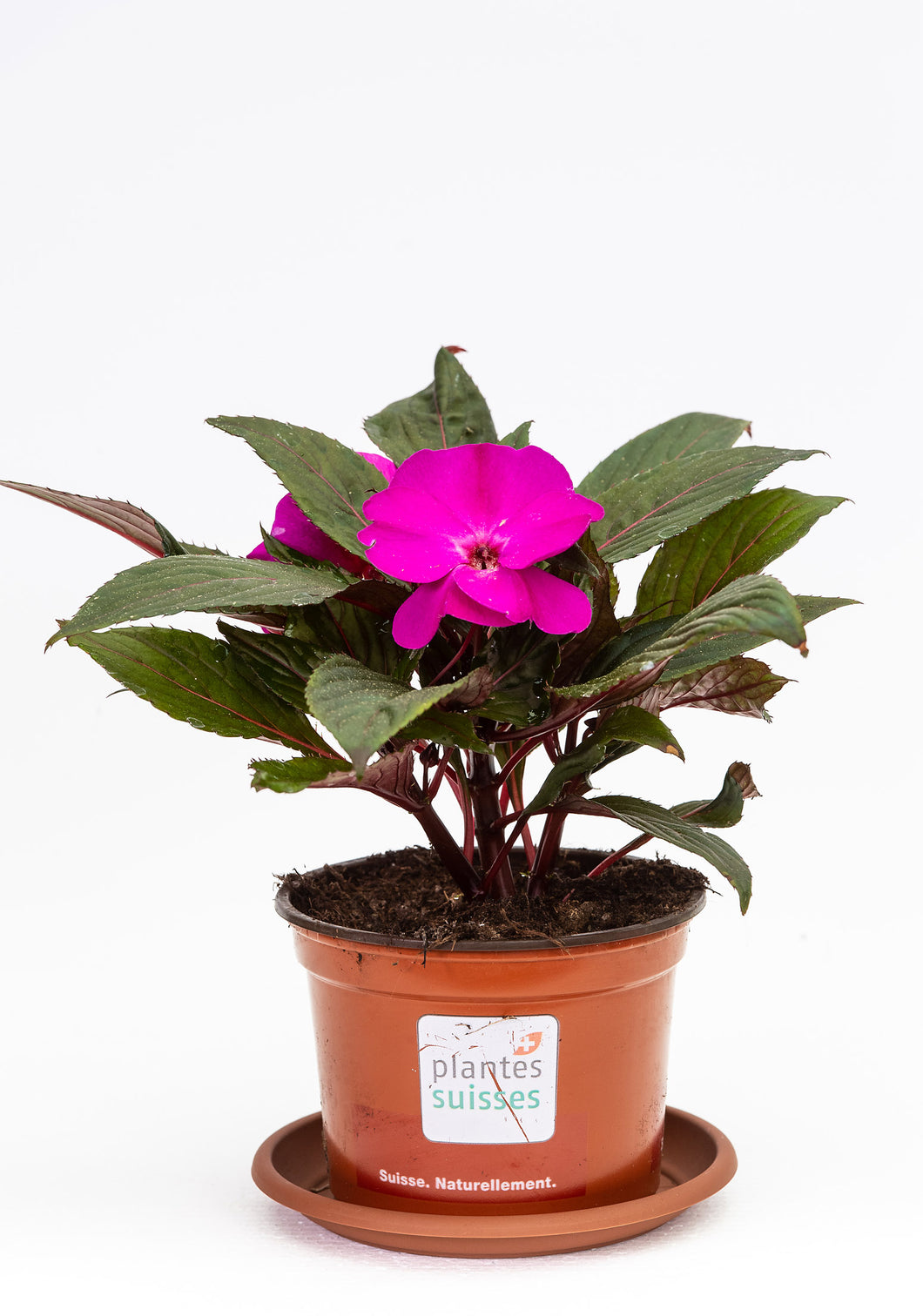 Impatiens Neu-Guinea lila