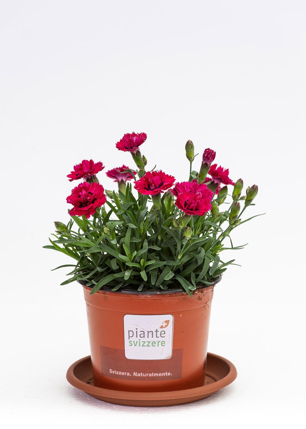 Dianthus magenta