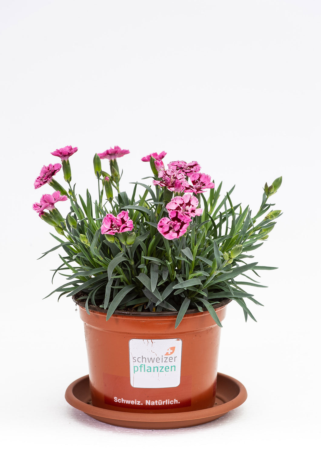Dianthus rosa