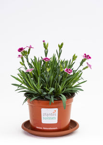 Dianthus Pink Kisses