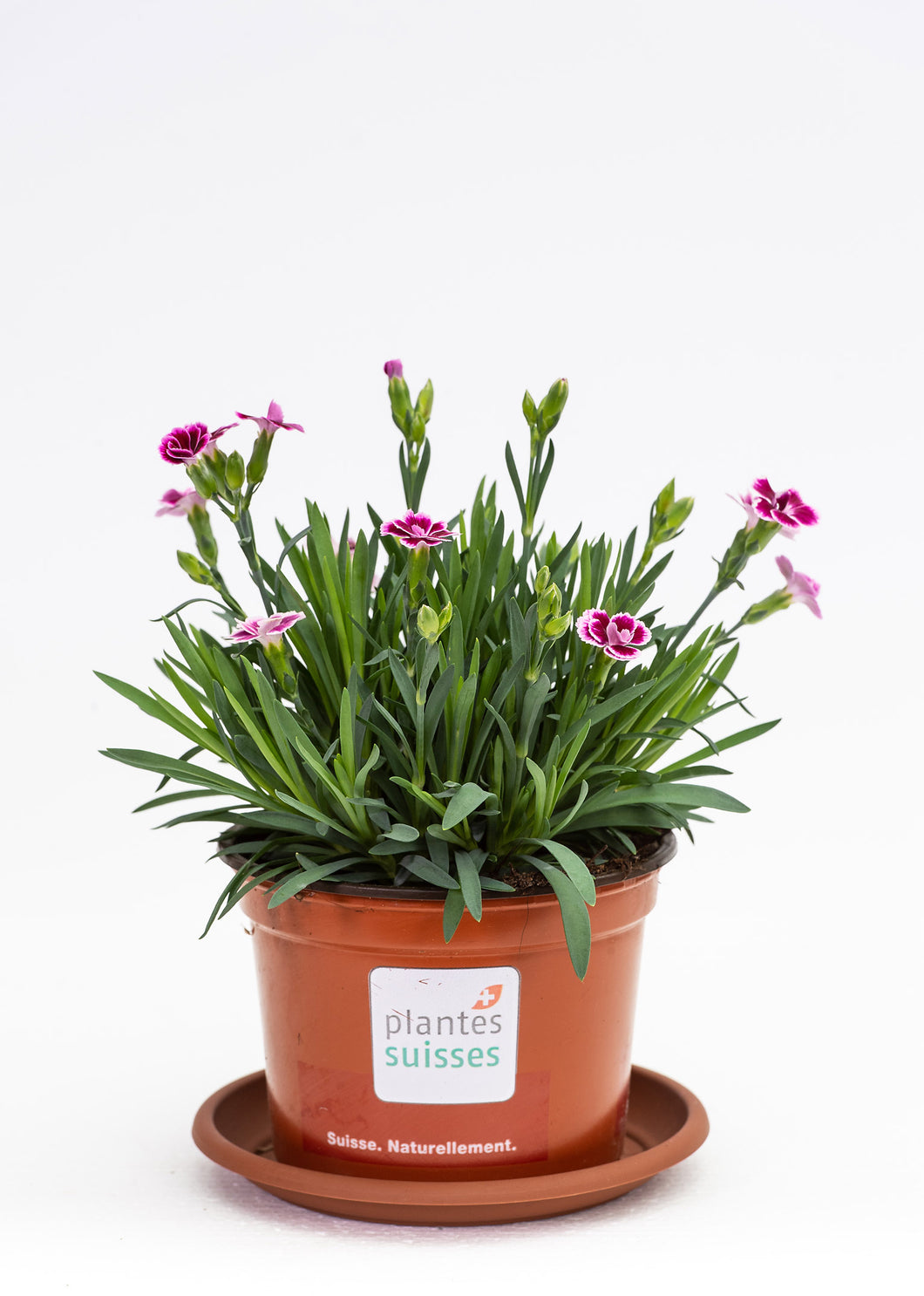 Dianthus Pink Kisses