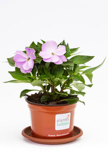 Impatiens Neu-Guinea lavendel