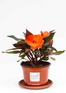 Impatiens Neu-Guinea orange
