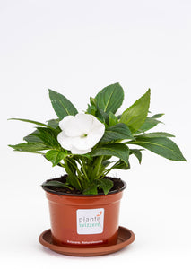 Impatiens Neu-Guinea weiss