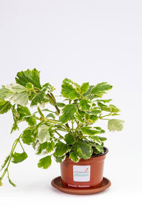 Plectranthus