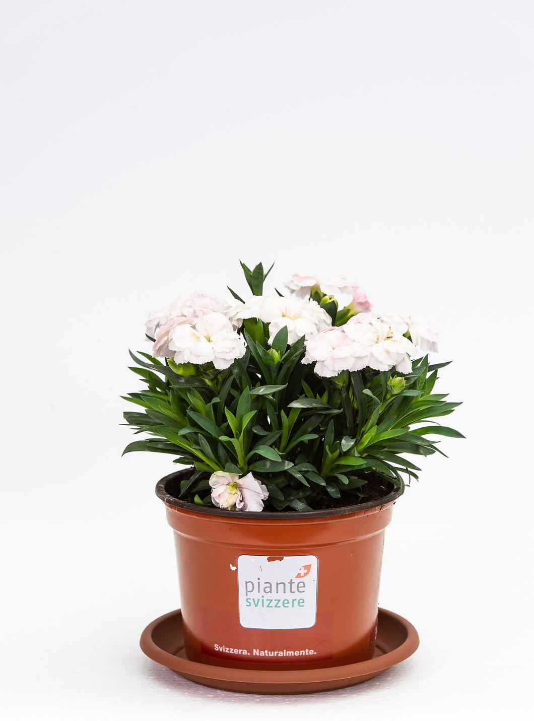 Dianthus weissrosa