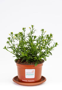 Lobelia stehend weiss