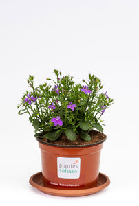 Lobelia stehend lavendel