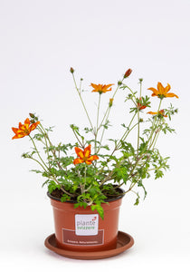 Bidens gelborange