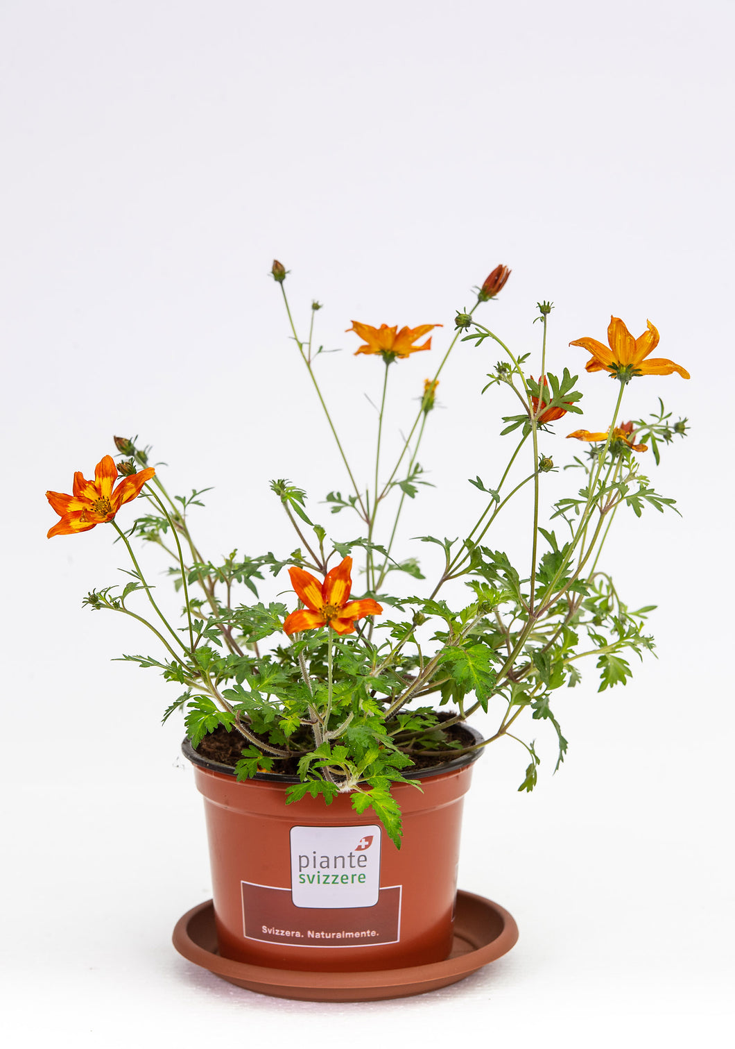 Bidens gelborange