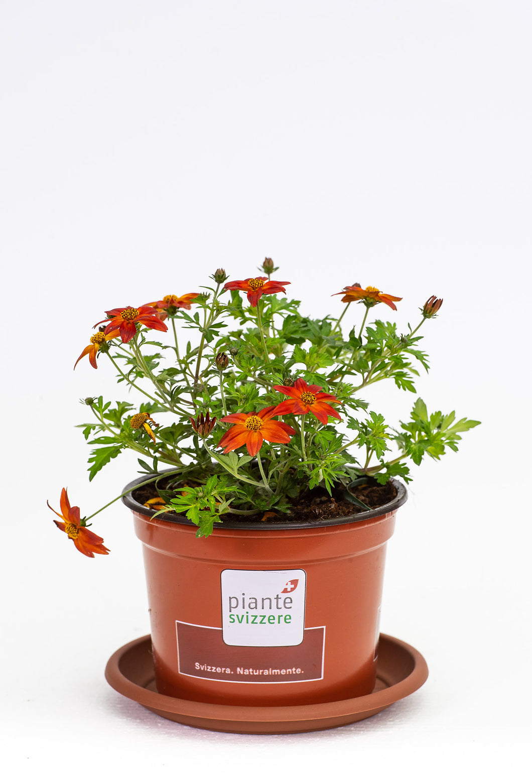 Bidens orangerot