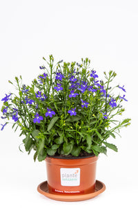 Lobelien stehend blau