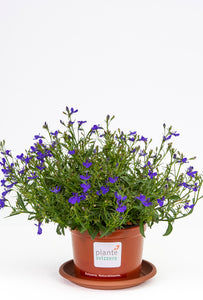 Lobelia hängend blau