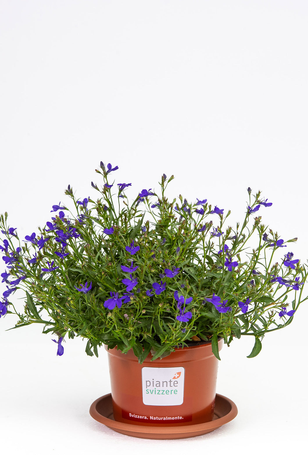 Lobelia hängend blau